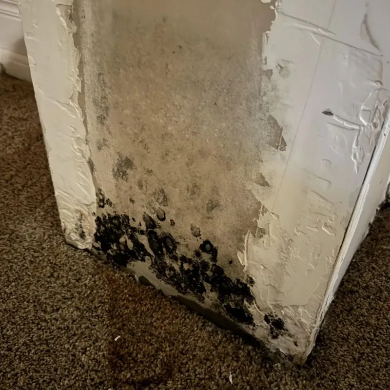 Professional Mold Removal in Turlock, CA
